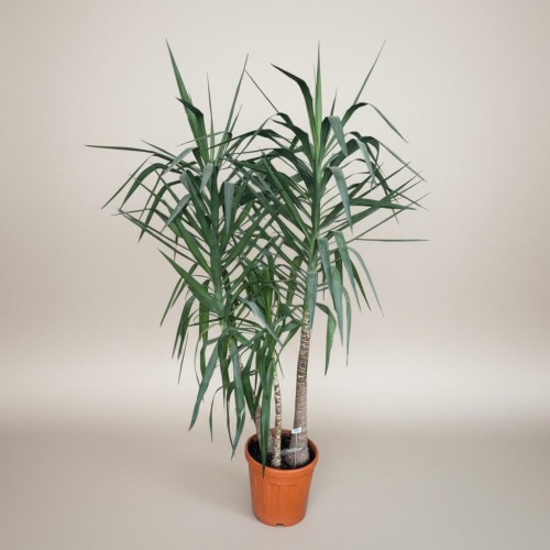 3lü Dev Yucca Ağacı